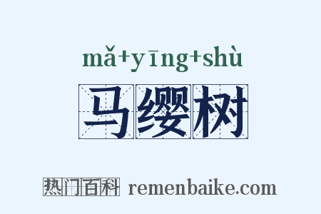 马缨树是什么意思的图片